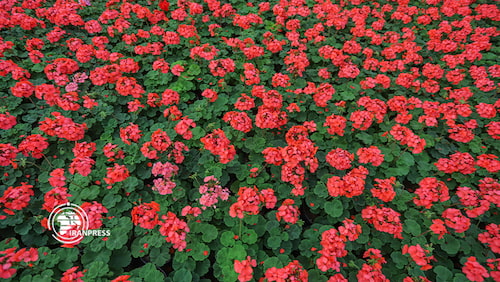 مزارع گل های داوودی