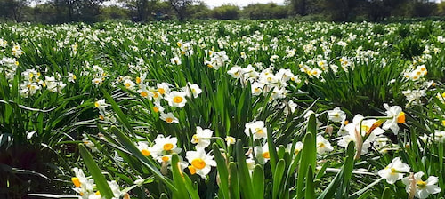 نرگس زار های اطراف شیراز