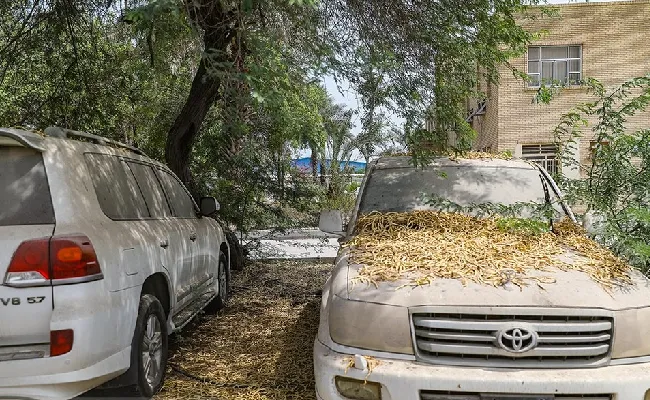 خودرو تویوتا زیر درخت پارک شده